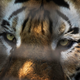 A Siberian tiger at the Heilongjiang Siberian Tiger Park in Harbin, China, in 2017.